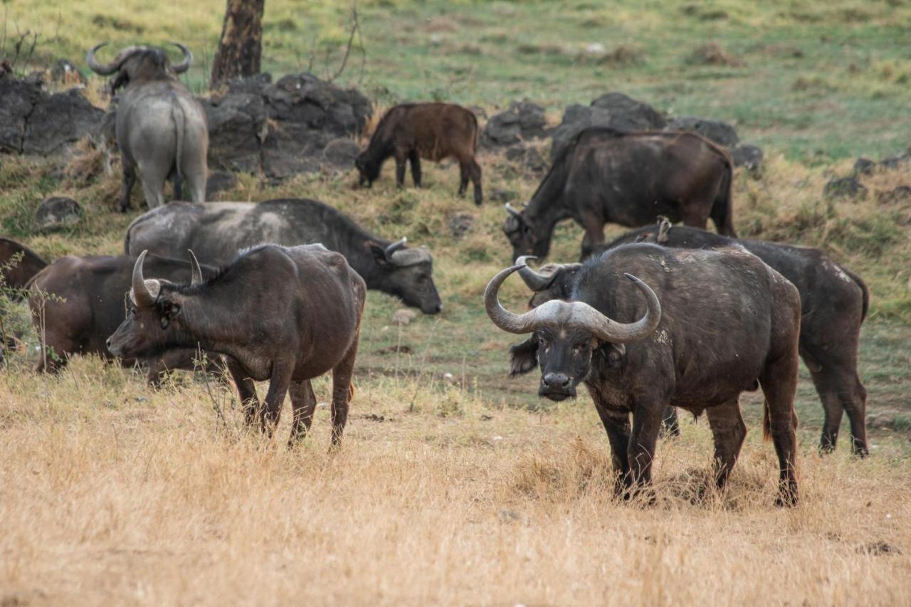 Sarova Lion Hill Game Lodge Nakuru Zewnętrze zdjęcie