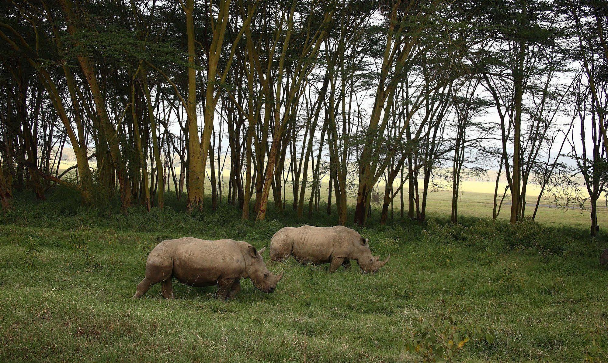 Sarova Lion Hill Game Lodge Nakuru Zewnętrze zdjęcie